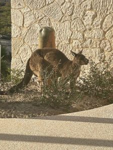 An immersive experience with one of the local kangaroos at Southern Ocean Lodge entrance.
